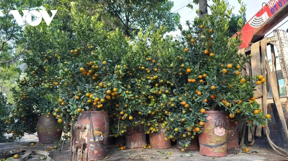 Một số cây quất cao khoảng 1,5 - 2,5m, cành lá được cắt tỉ mỉ có giá bán cao hơn, khoảng 5-10 triệu đồng/cây, cao gấp 2 đến 3 lần so với miền Bắc. Các tiểu thương cho rằng giá chênh như vậy thực ra họ lãi không nhiều do những cây quất này đã phải đi gần 2000km, nhiều cây vào tới nơi bị héo họ phải bỏ.