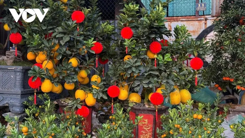 Những trái bưởi diễn sau khi nhập về sẽ được chủ vườn tháo bỏ lớp ni-lông bên trong, một số cây còn được trang trí thêm lồng đèn, bao lì xì cho bắt mắt, tạo không khí Tết rộn ràng.