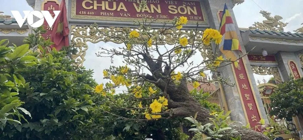 Theo ghi nhận của phóng viên, tại các nhà vườn dọc trục đường Phạm Văn Đồng (KV TP Thủ Đức cũ), mặt tiền đại lộ đã sớm khoác lên mình màu vàng rực rỡ từ những chậu mai nằm sát mép đường, với đủ kích cỡ. Anh Lê Anh Ngọc - đại diện một vườn mai nằm trên cung đường Phạm Văn Đồng chia sẻ: Nhà vườn đã chủ động huy động nhân lực tranh thủ vận chuyển ngày đêm nhằm đảm bảo đúng tiến độ kinh doanh cũng như giữ gìn sắc vóc cho cây.