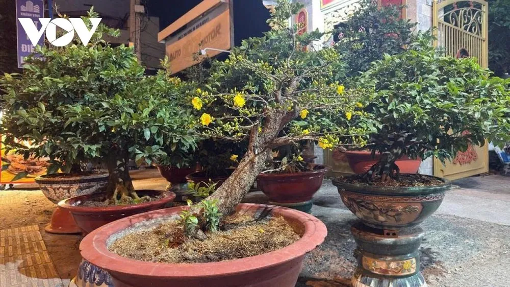 Bên cạnh mua bán, dịch vụ cho thuê mai vẫn được duy trì, với mức giá phổ biến từ 1- 15 triệu đồng/cây, chủ yếu phục vụ doanh nghiệp, văn phòng và trung tâm thương mại. Các nhà vườn cũng cho biết không ít khách chỉ lựa chọn thuê mai về chơi Tết.