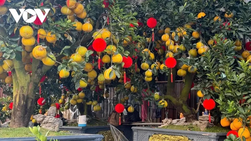 Không chỉ có mai vàng, thị trường cây cảnh Tết năm nay còn khá phong phú với các loại quất, bưởi Diễn và một số cây ăn trái tạo hình được chuyển từ miền Bắc vào các nhà vườn từ 1 tháng trước, nay mới mang ra đường bày bán.