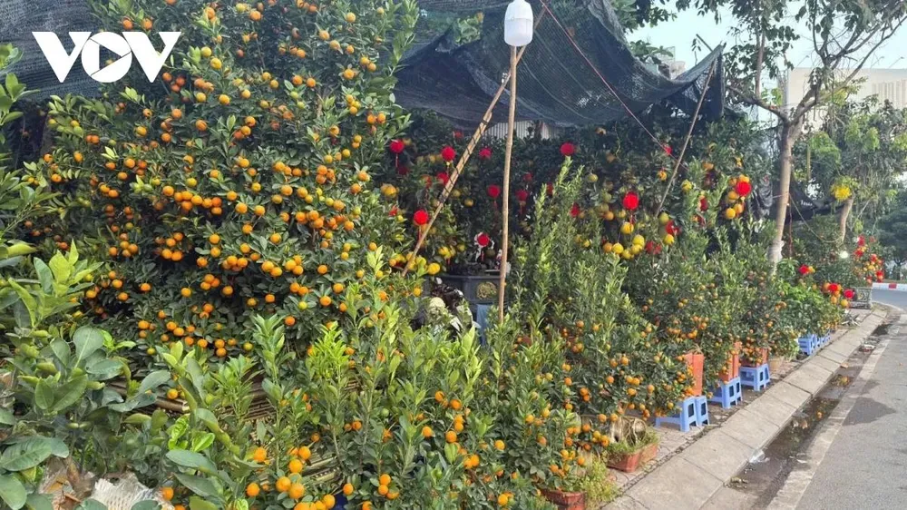 Theo các chủ vườn, nguồn cung cây kiểng năm nay tương đối dồi dào, chất lượng ổn định. Tuy nhiên, trước bối cảnh sức mua được dự báo chưa bứt phá mạnh, nhiều nhà vườn vẫn giữ tâm lý thận trọng, chưa đưa toàn bộ hàng vào thị trường. Một số nơi sẵn sàng điều chỉnh giá giảm khoảng 10-15% so với các năm trước để kích cầu tiêu dùng.