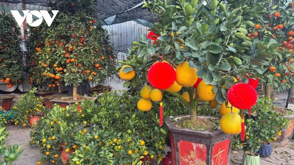 Khảo sát chung cho thấy, cây bưởi diễn có giá trung bình từ 15 - 20 triệu đồng/cây tùy theo hình dáng, số quả và kích cỡ. Nhà vườn cho biết, giá bưởi diễn ở TPHCM chênh lệch khá nhiều so với giá bán của các địa phương miền Bắc do chi phí vận chuyển và chăm sóc.