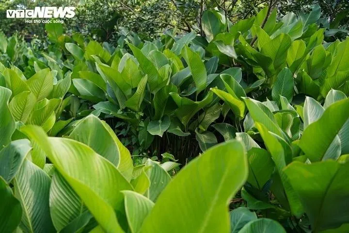 Cận Tết Nguyên đán Bính Ngọ 2026, làng lá dong Tràng Cát (Hà Nội) vào vụ thu hoạch lớn nhất năm. Khắp làng, hàng trăm hộ dân tất bật cắt, bó lá dong để gấp rút đưa ra thị trường.