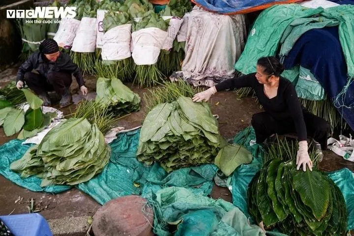 Gia đình bà Xuân có 2 mẫu ruộng trồng lá dong. Những ngày cận Tết, đơn hàng tăng đột biến khiến gia đình bà, cũng như nhiều hộ trong làng, phải thuê thêm nhân công để kịp thời cắt lá. “Thời điểm này hầu như không có ngày nghỉ, mưa hay nắng đều phải làm. Bù lại, thu nhập dịp cận Tết khá hơn, trừ chi phí mỗi mẫu lãi khoảng 15–20 triệu đồng”, bà Xuân chia sẻ.
