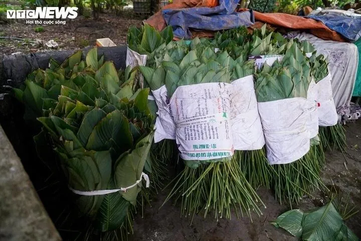 Sau khi được làm sạch, từng bó lá dong được đem ủ nhằm giữ độ tươi và màu xanh trước khi xuất bán ra thị trường.