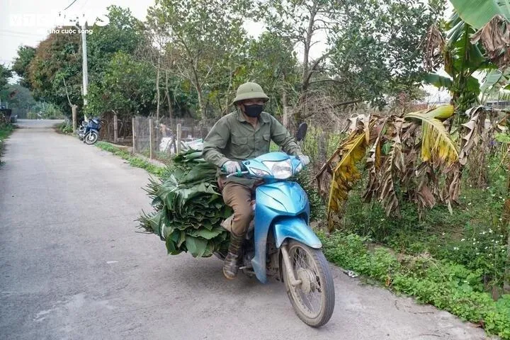 Những chuyến xe chở lá dong nối đuôi nhau rời làng, khiến không khí ở "thủ phủ" lá dong những ngày cận Tết càng thêm nhộn nhịp.