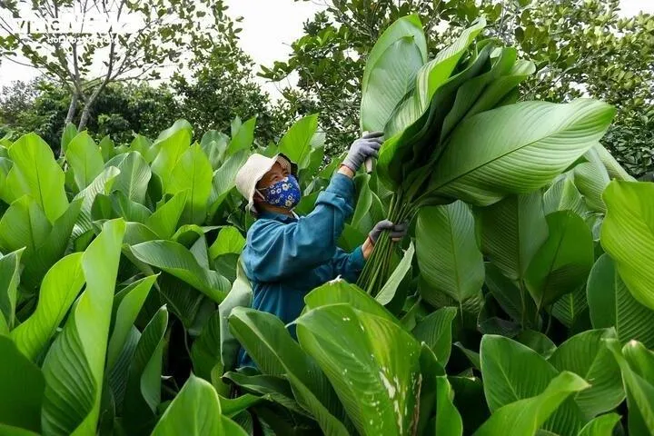 Những ngày này, làng Tràng Cát lúc nào cũng đông người ở vườn để hái lá dong.
