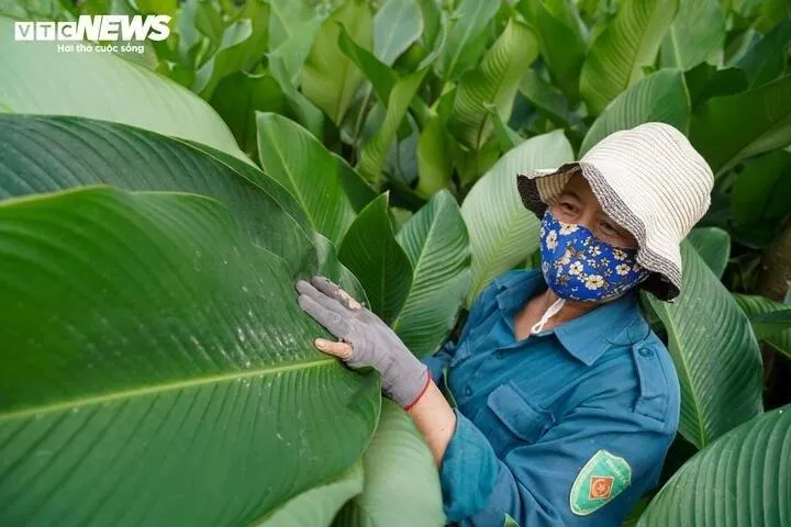 Người dân ở đây cho biết nghề trồng lá dong đã gắn bó với làng từ thuở khai lập, thậm chí còn được ghi chép trong gia phả của nhiều dòng họ.