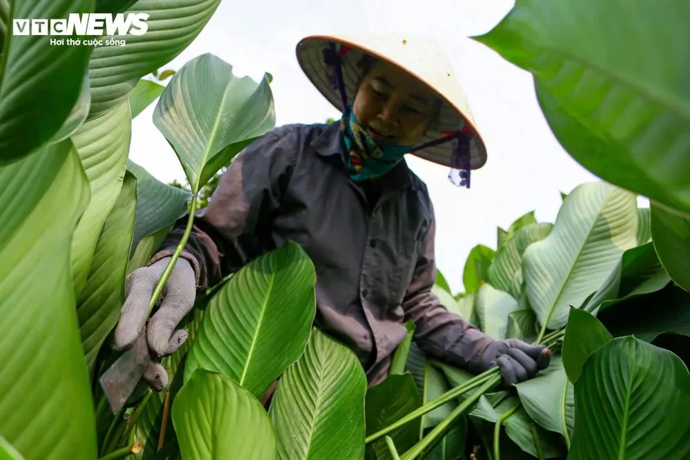 Khi thu hoạch, người dân dùng dao bổ cau cắt sát gốc lá, giúp cây nhanh phục hồi để sau Tết, sang tháng Giêng, lứa lá non tiếp tục sinh trưởng.