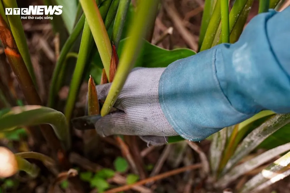 Mỗi ngày, người dân có thể thu hoạch 6.000 - 10.000 lá. Lá dong loại to, đẹp có giá 130.000 - 250.000 đồng/bó 100 lá, trong khi loại nhỏ dao động 60.000 - 80.000 đồng/bó 100 lá.