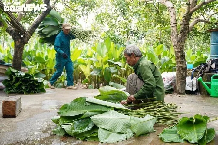 Sau khi cắt xuống, lá dong được phân loại, lau rửa sạch, rồi xếp gọn thành từng bó, sẵn sàng xuất bán ra thị trường.