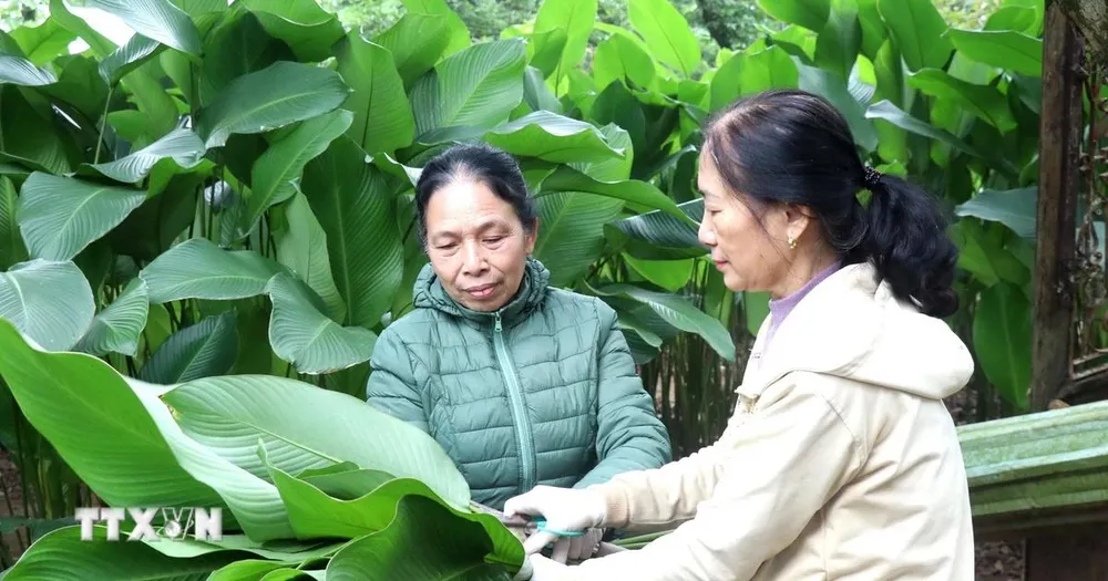 Hành trình 'xuất ngoại' của lá dong Hồng Châu