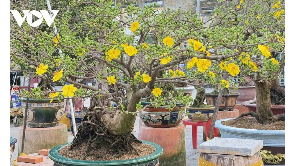 Những gốc mai vàng ra phố không chỉ mang giá trị kinh tế cho nhà vườn mà còn góp phần làm cho không khí xuân thêm tươi vui, rộn ràng.