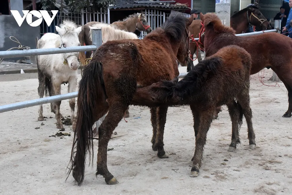 Những con ngựa lấm bùn sau hành trình xa được chở bằng xe tải đến chợ.