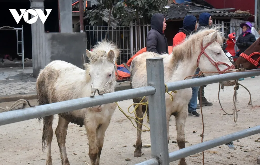 Những con ngựa bạch thường có giá trị cao bởi chúng có thể nấu cao ngựa bạch bồi bổ sức khỏe.
