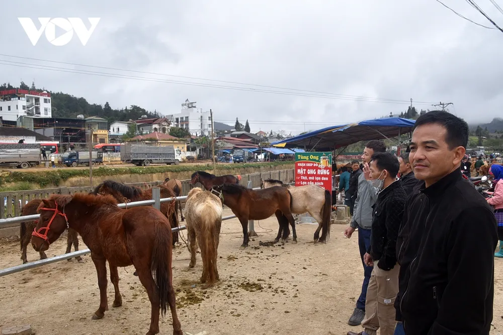 Giữa tiếng mặc cả và gọi nhau huyên náo, phần lớn ngựa đứng bình thản vì dường như đã quen với âm thanh này.