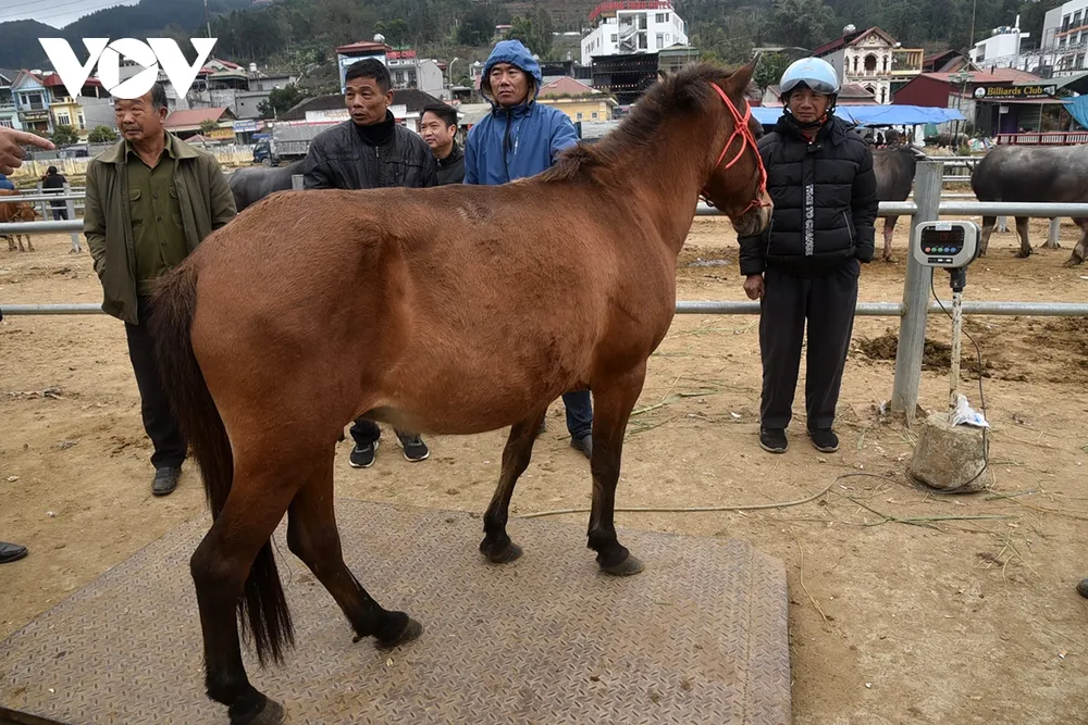 Một chú ngựa được đưa lên bàn cân.