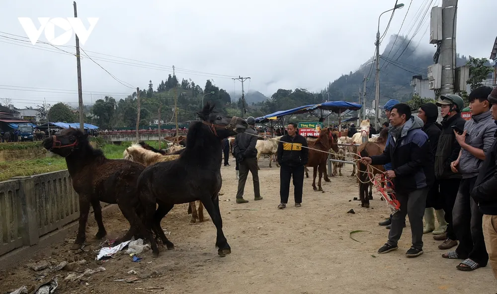 Ngựa rất nhạy cảm và sợ tiếng động lớn, đột ngột. Con ngựa này lần đầu xuống chợ nên tỏ ra hoảng loạn căng mình dật dây cương.