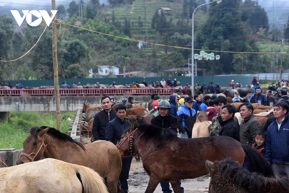 Người buôn, kẻ bán vây quanh một con ngựa, tiếng mặc cả vang lên giữa phiên chợ đông dần.