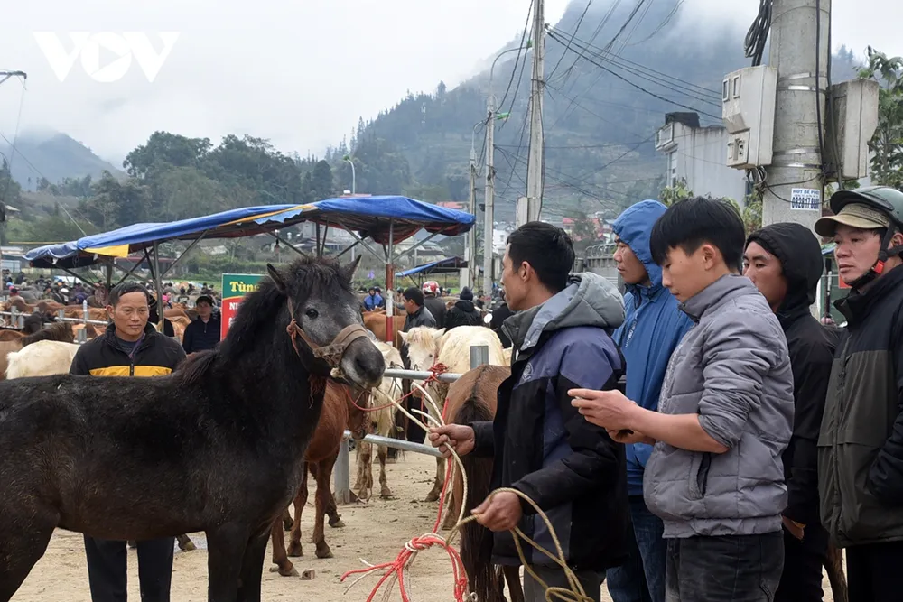 Phải rất vất vả chủ ngựa mới "trấn an" được con ngựa về trạng thái bình thường.