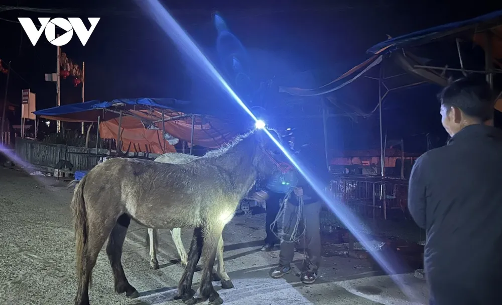 Từ sáng sớm, khi trời còn tối mịt trong sương lạnh bao trùm người dắt ngựa vào chợ chuẩn bị cho một phiên chợ