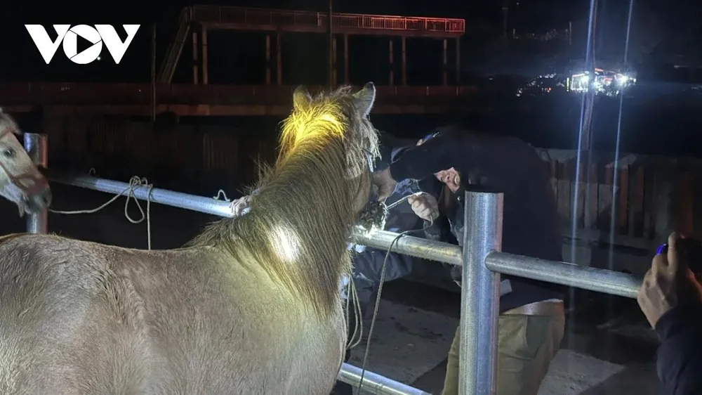 Người buôn kiểm tra răng, chân, dáng ngựa, một cách “đọc” giá trị ngựa.