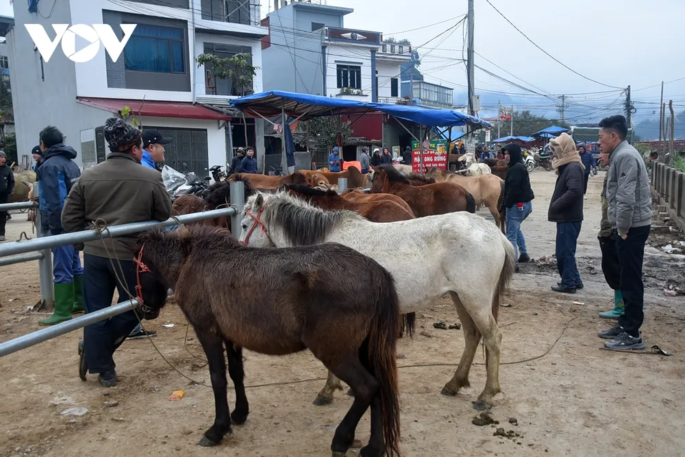 Người mua kẻ bán vây quanh, tiếng mặc cả lẫn trong tiếng ngựa hí.