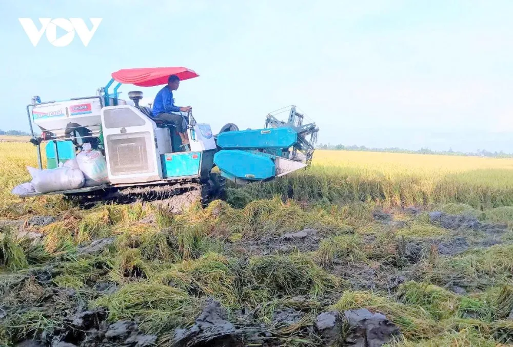 Vụ lúa hè thu sắp tới ĐBSCL sẽ cần nhiều lượng phân bón