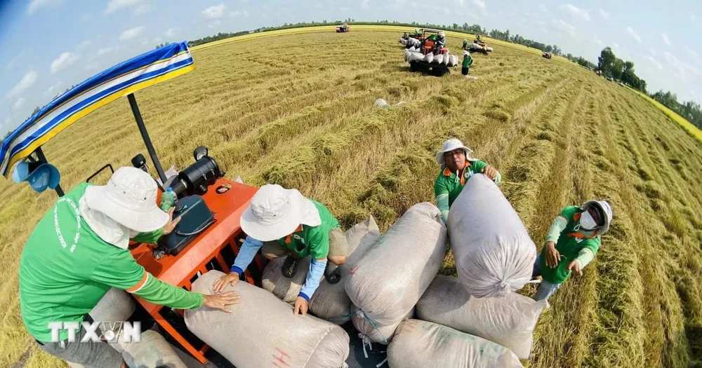 Ngành lúa gạo 'cất cánh' sau 2 năm triển khai đề án 1 triệu ha lúa chất lượng cao