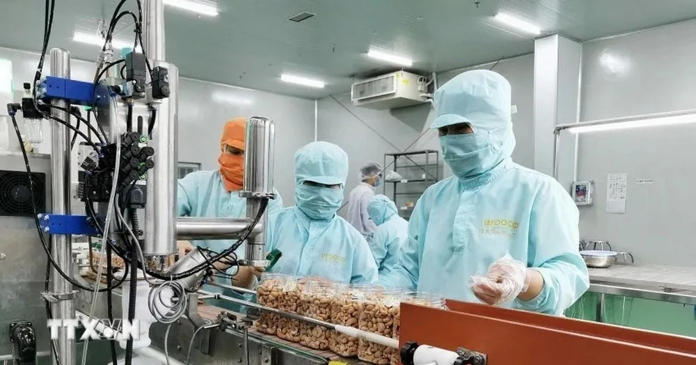 Đóng gói nhân điều xuất khẩu tại Công ty LAFOOCO. (Ảnh: Minh Hưng/TTXVN) 