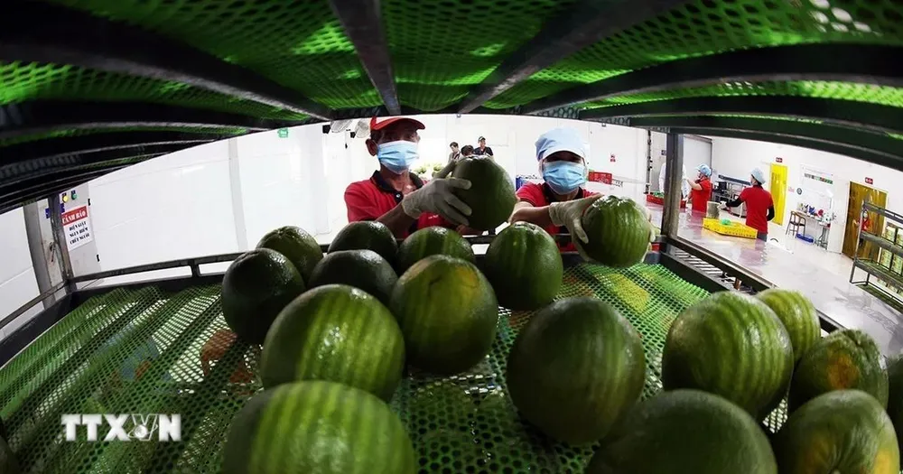 Xuất khẩu rau quả hướng đến mục tiêu kim ngạch 10 tỷ USD