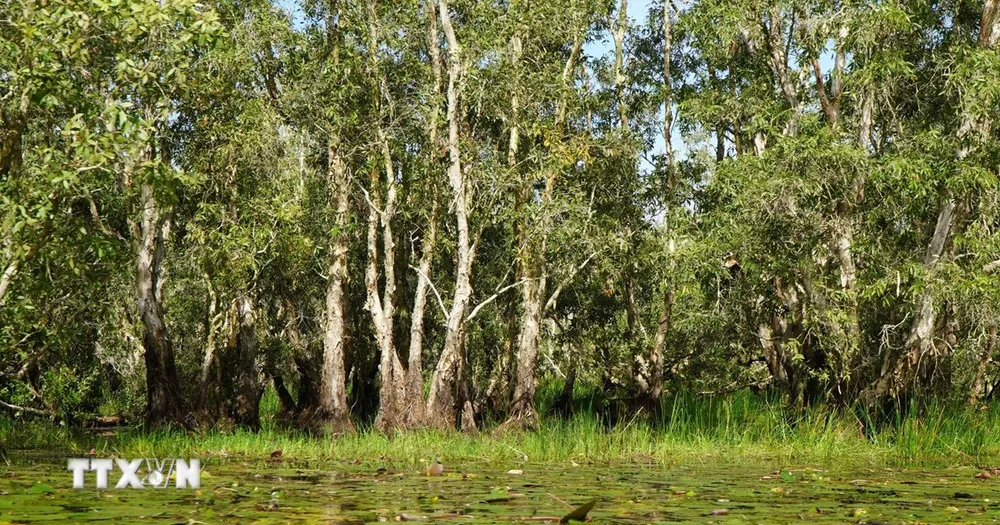 Nỗ lực 'hồi sinh' Vườn Quốc gia Tràm Chim