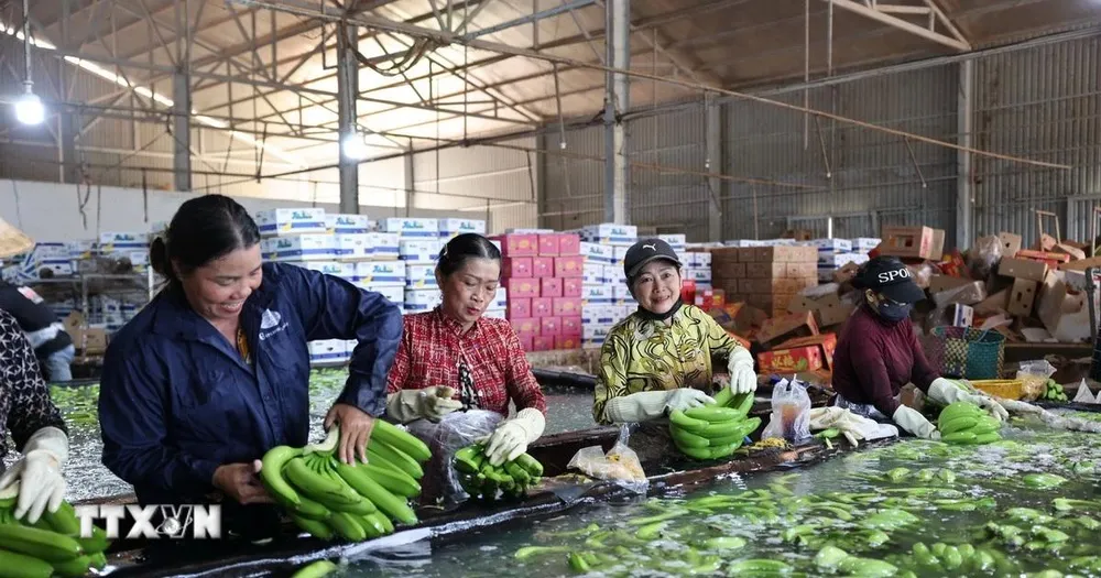 Sơ chế chuối xuất khẩu tại xưởng đóng gói của Công ty Cổ phần cao su Thống Nhất, xã Nghĩa Thành. (Ảnh: Hoàng Nhị/TTXVN) 