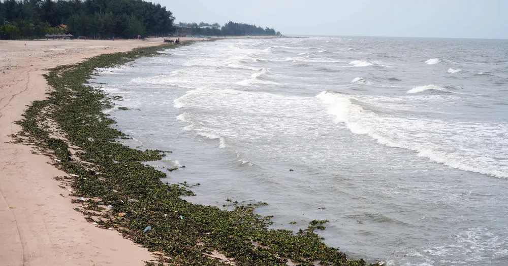 Bãi biển Hồ Tràm tràn ngập lục bình và rác thải