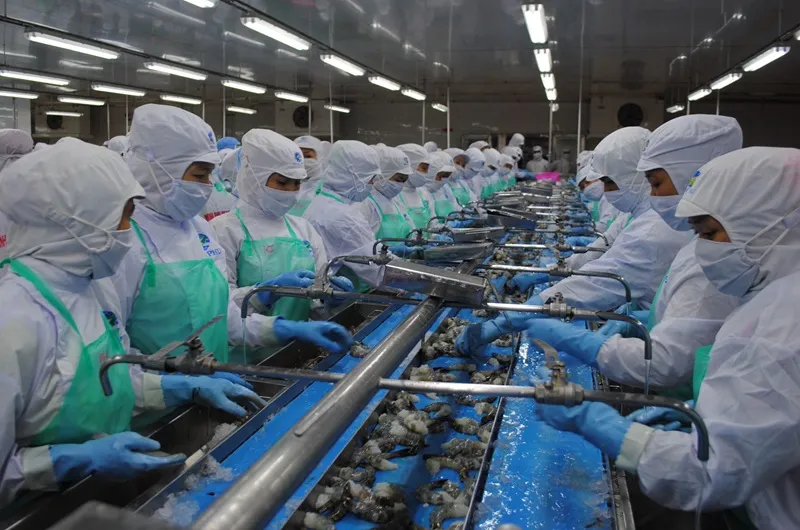 Chế biến tôm xuất khẩu tại một nhà máy thuỷ sản trên địa bàn phường Lý Văn Lâm