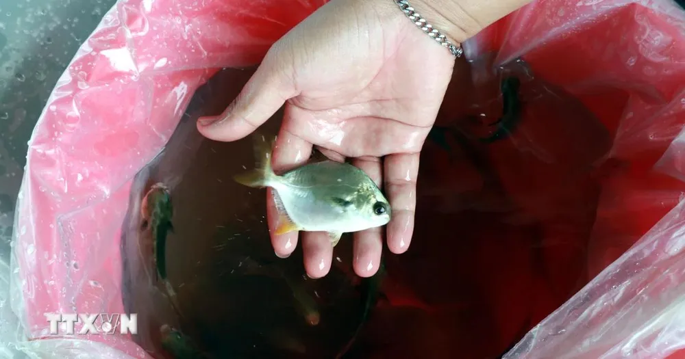 Xác định nguyên nhân cá chim nuôi lồng chết tại Khánh Hòa