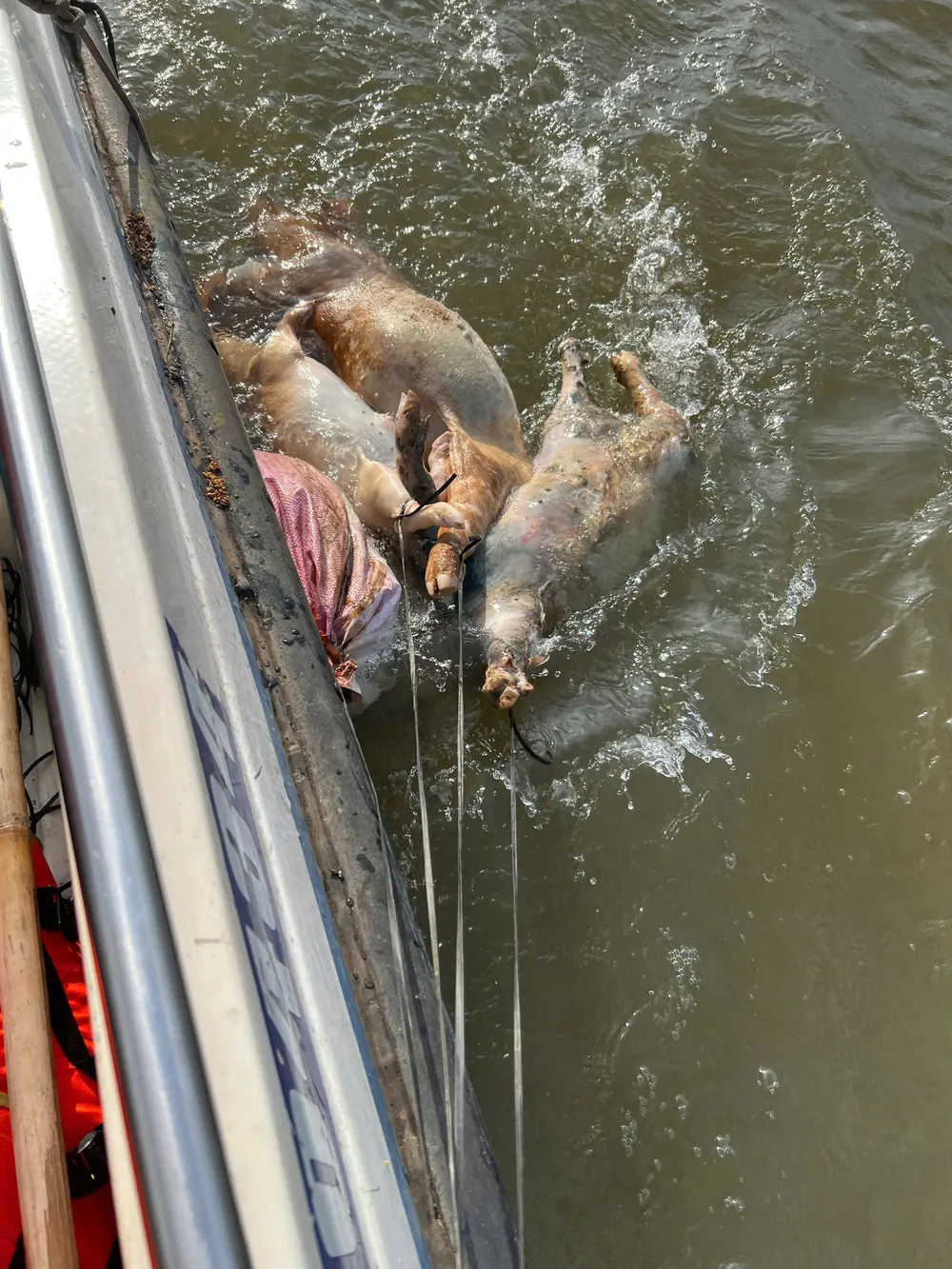 Lực lượng chức năng vớt xác heo chết