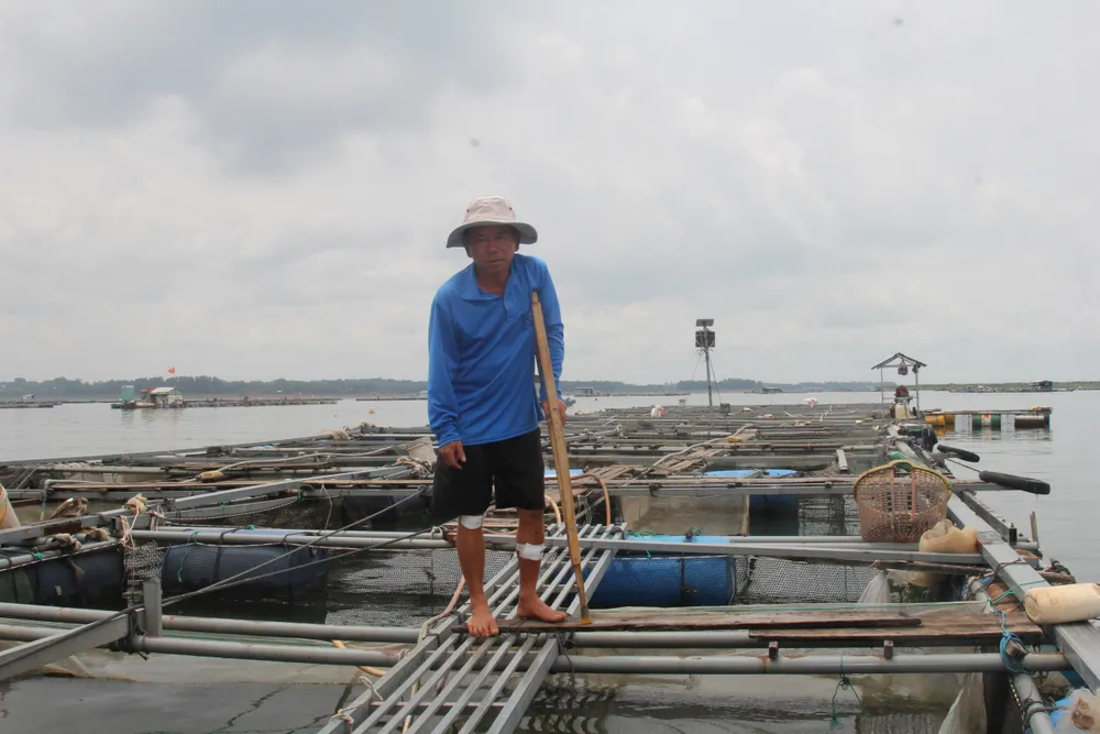 Ông Nguyễn Văn Mạnh thẩn thờ bên bè cá trống trơn.JPG