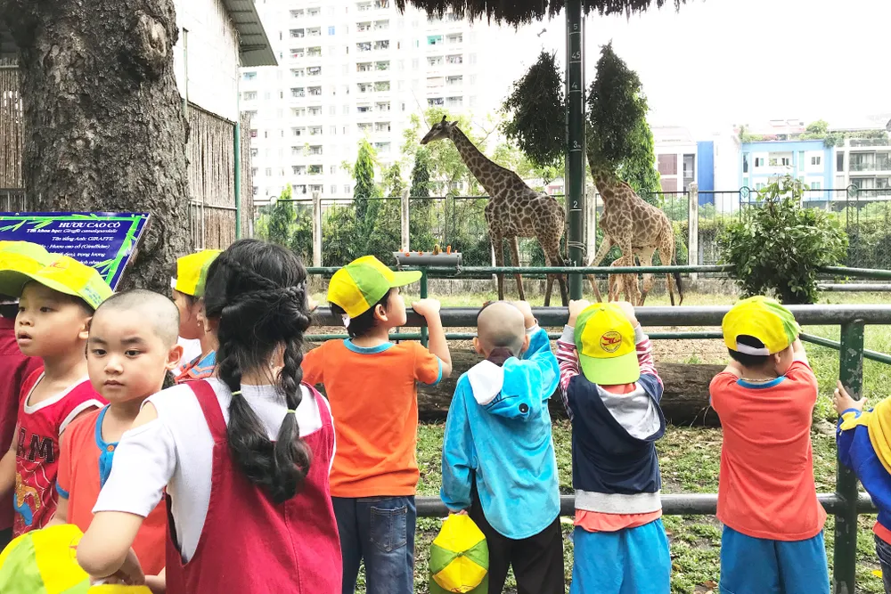 Gia đình hươu cao cổ ở Thảo Cầm viên Sài Gòn có thành viên mới ảnh 1