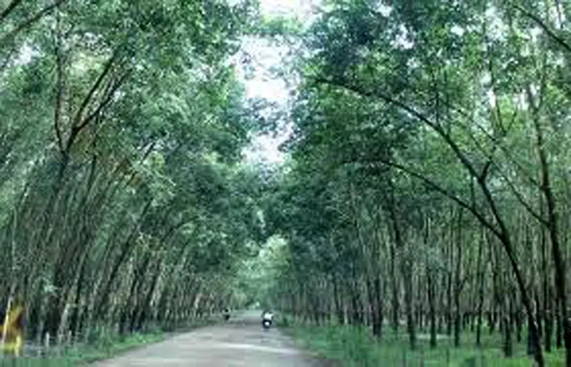 Loại khỏi quy hoạch 4 dự án thuỷ điện, không xem xét bổ sung 11 dự án ảnh 1