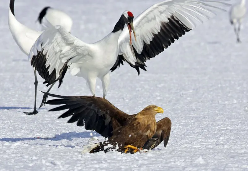 94% người Việt Nam được khảo sát ủng hộ đóng cửa chợ động vật hoang dã ảnh 1