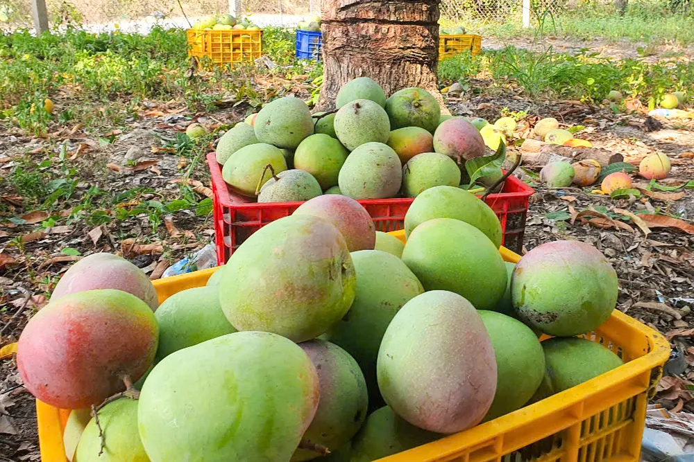 Xoài Úc Cam Lâm rớt giá kỷ lục, nông dân đứng trước nguy cơ thua lỗ