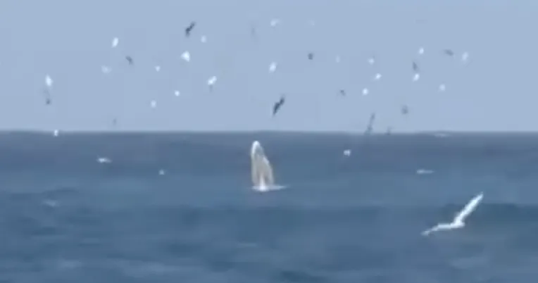 Cá voi xuất hiện ở biển vịnh Nha Trang