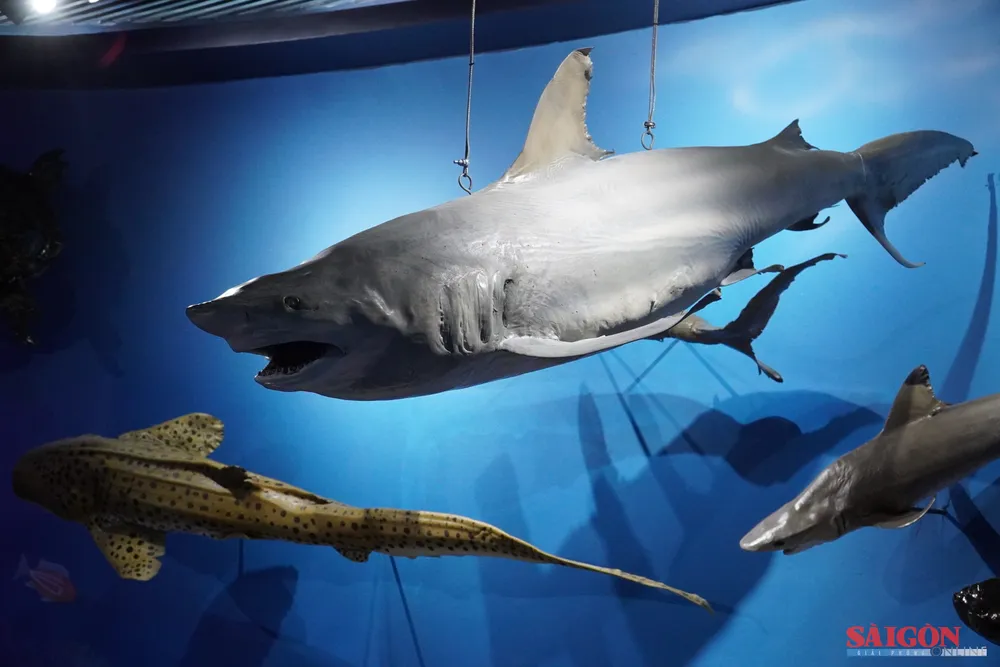 Bảo tàng Hải dương học