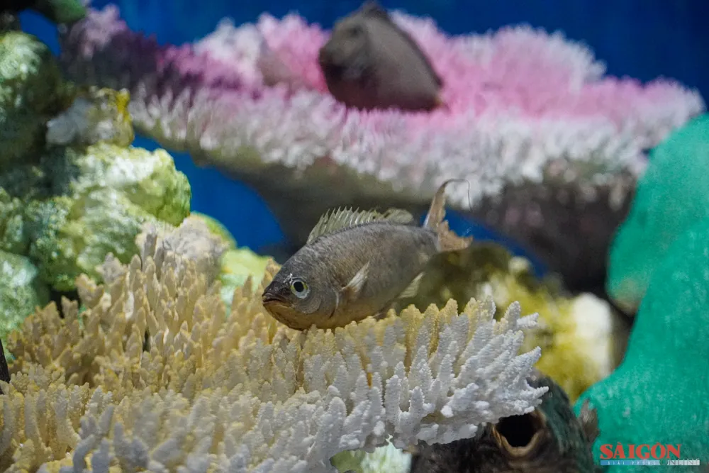 Bảo tàng Hải dương học