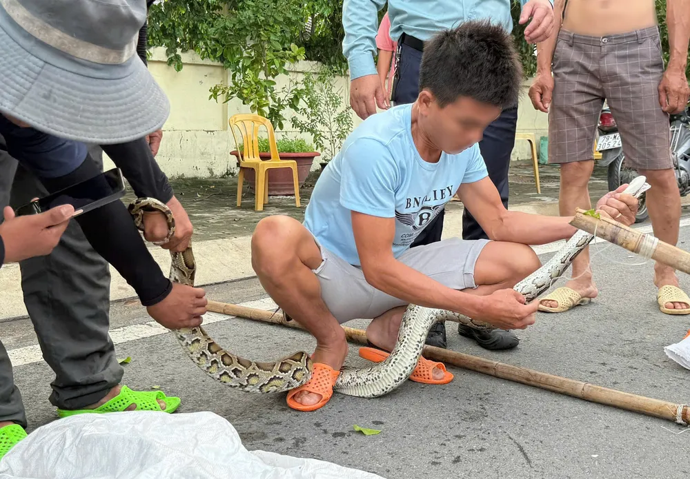 Người dân bắt trăn ở gần Bến tàu du lịch Nha Trang chiều 17-10. Ảnh: NHẬT THANH