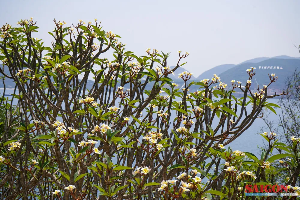 LẦU BẢO ĐẠI 6.jpg