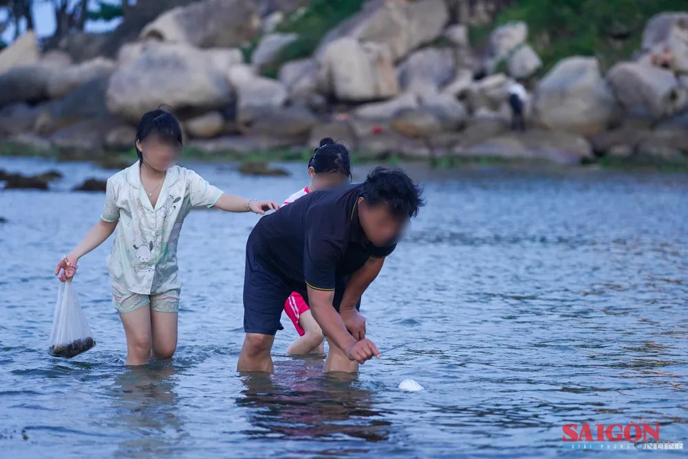 blurred-San hô Hòn Chồng6.jpg.png