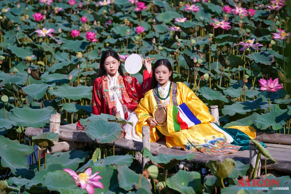 Hoa sen Nha Trang Khánh Hòa12.jpg